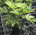 Green Fatsia Japonica